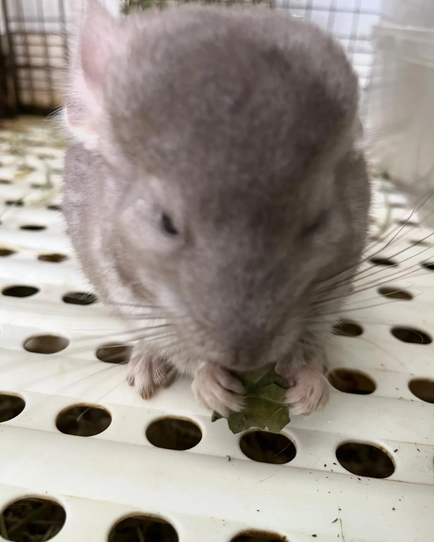 FUWARI生まれのベビーちゃん🐰🍼