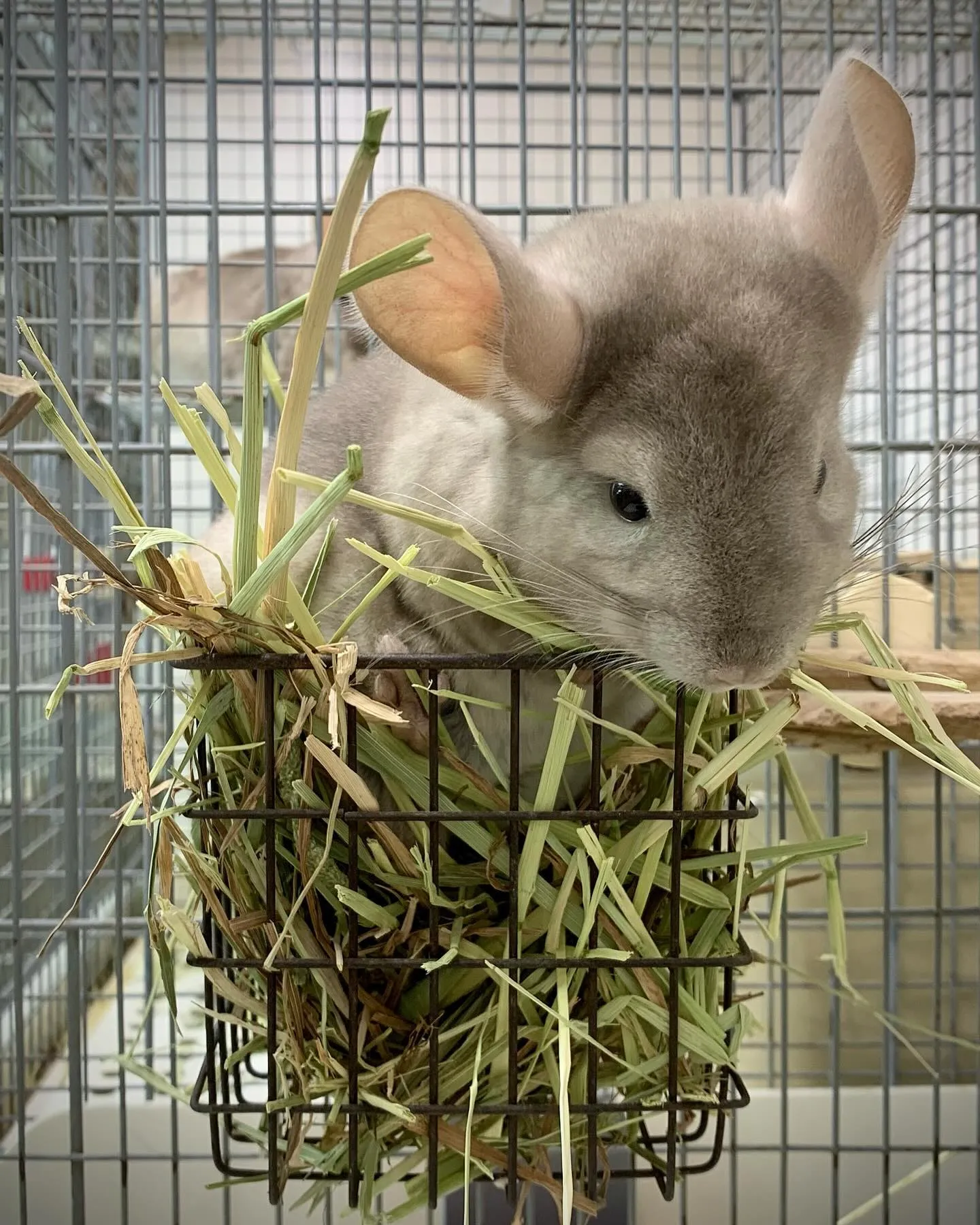 4月14日生まれのシナモンベビーちゃん🐰