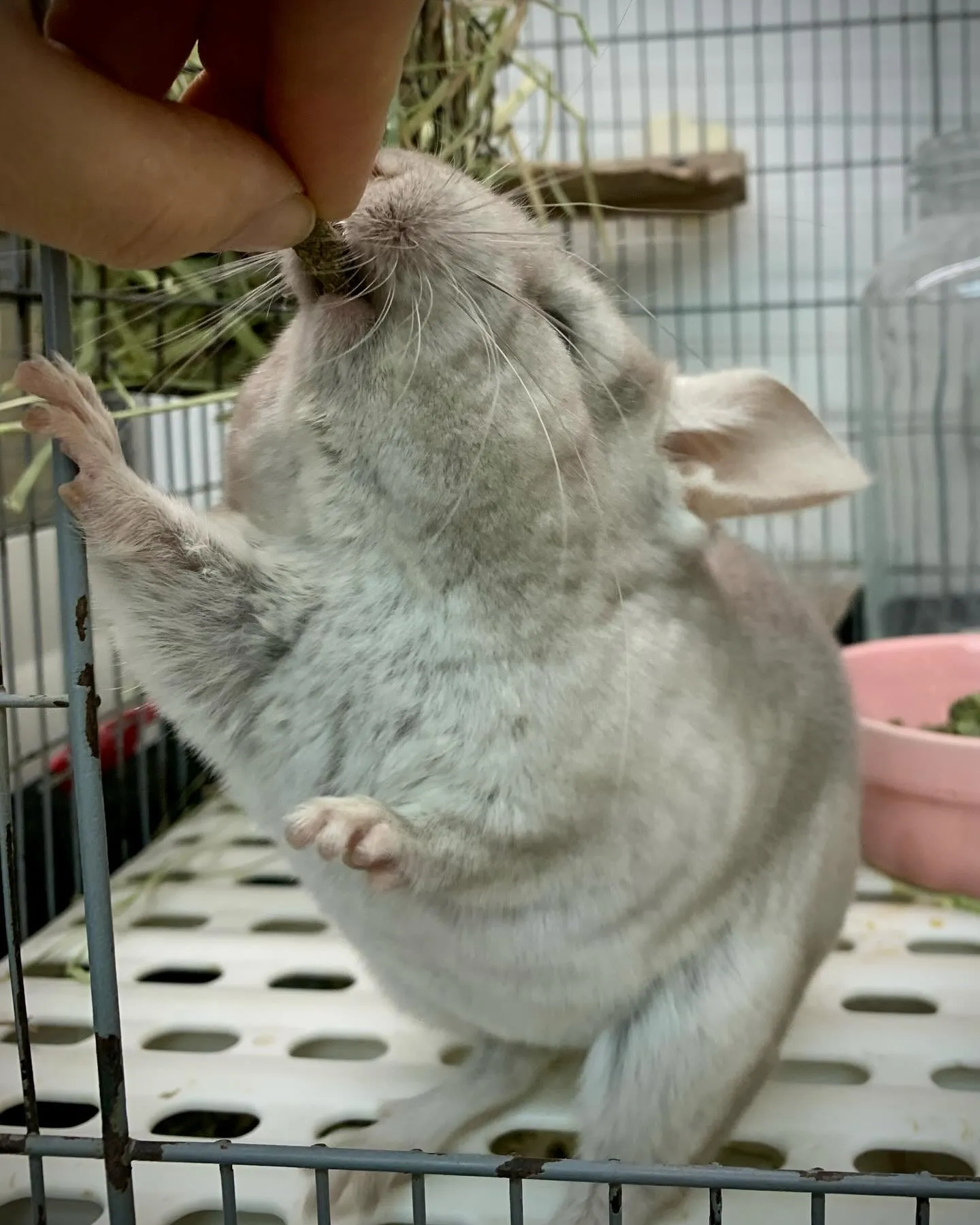 4月14日生まれのシナモンベビーちゃん🐰