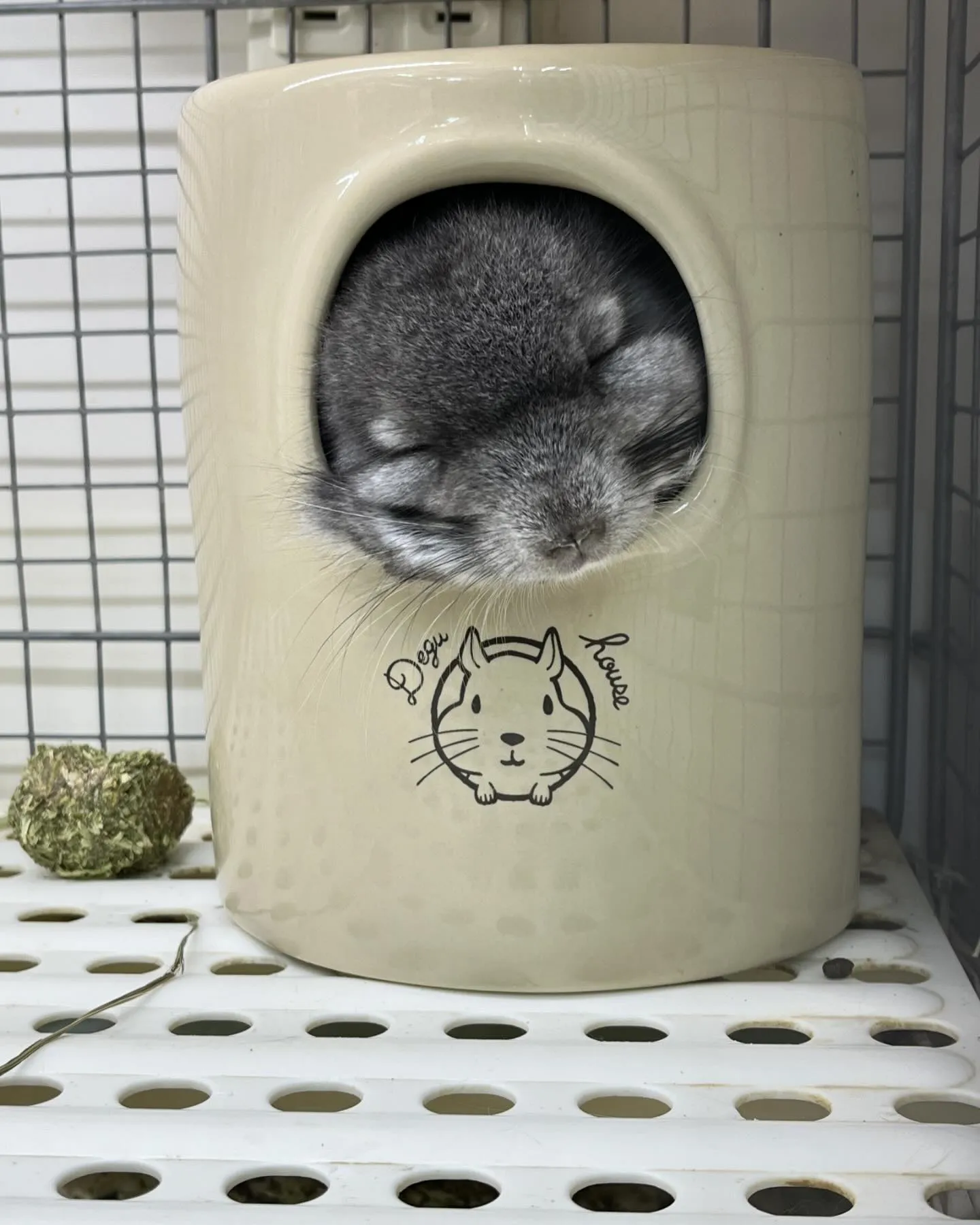 ベタ慣れアンゴラちゃん🐰をご紹介します✨