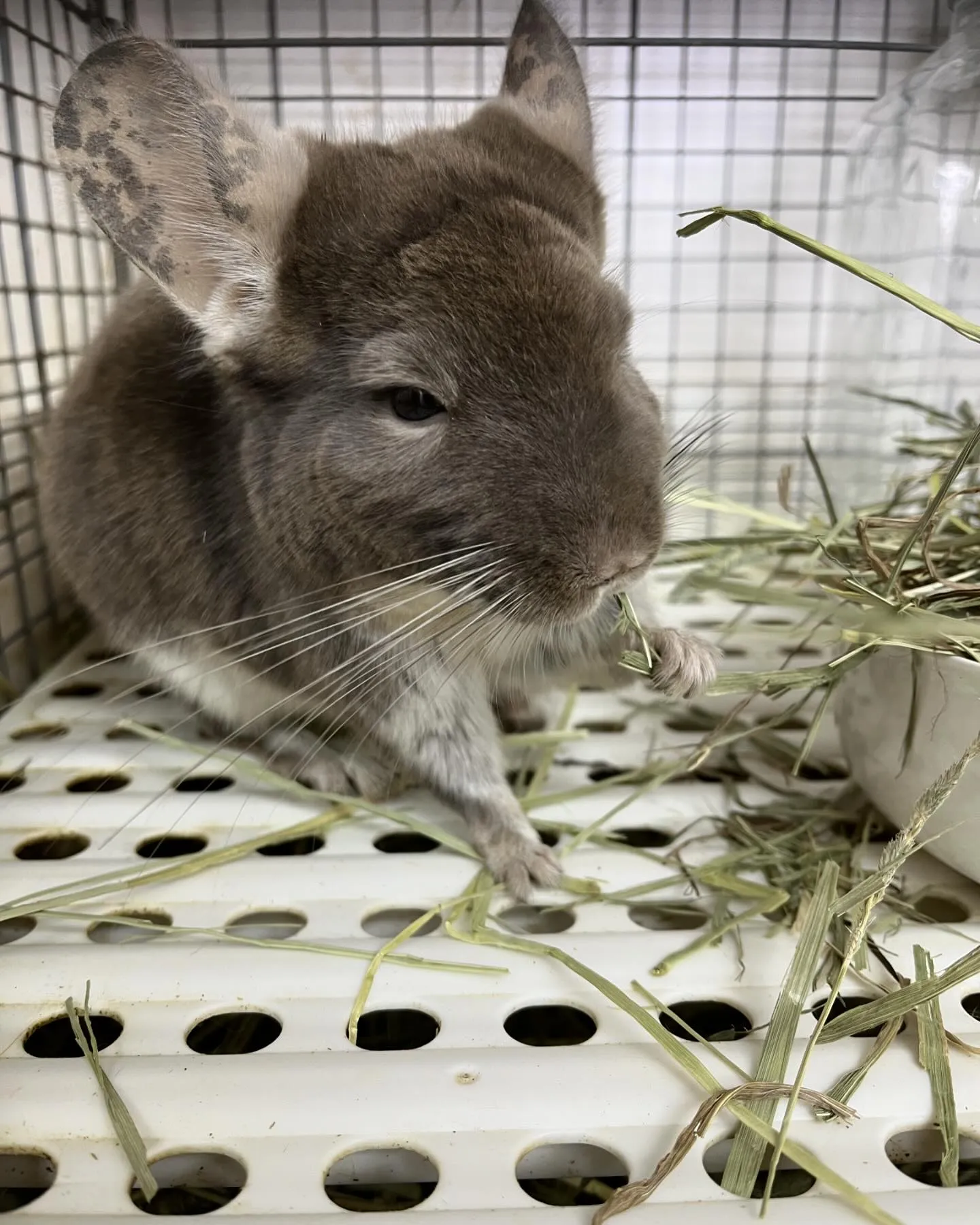 みんなのもぐもぐタイム🌱