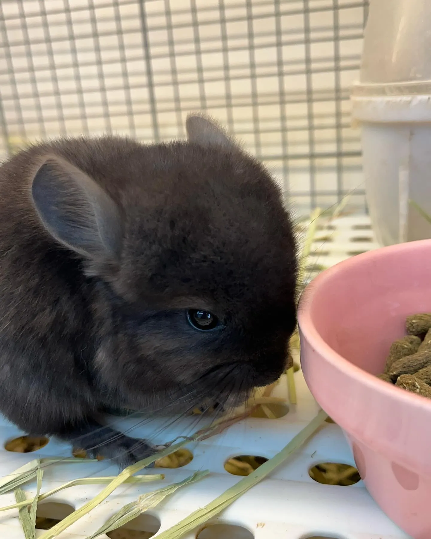 FUWARIに新しくチンチラベビーちゃんがやってきました🐰♡