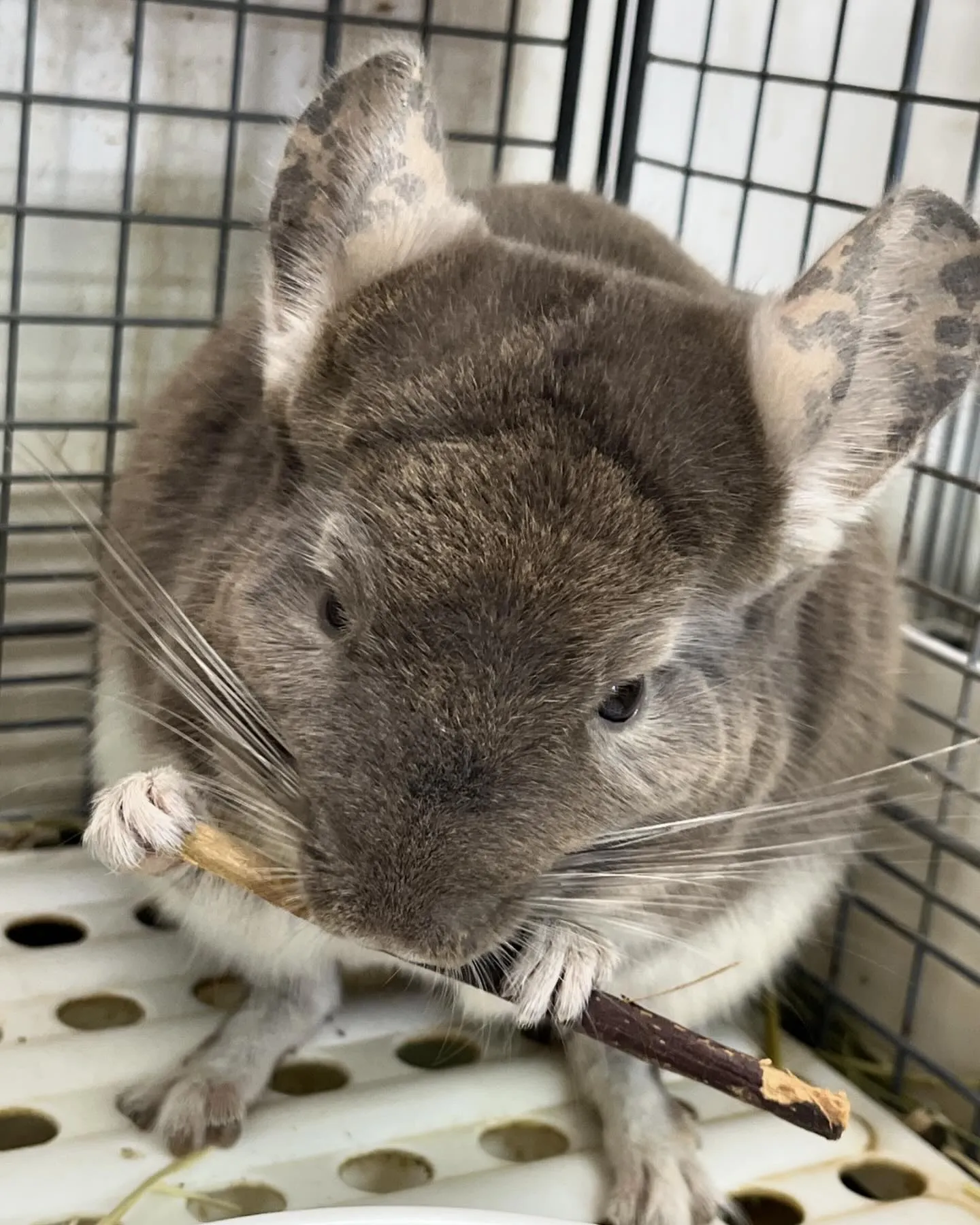 みんなのかじり木タイム🌲