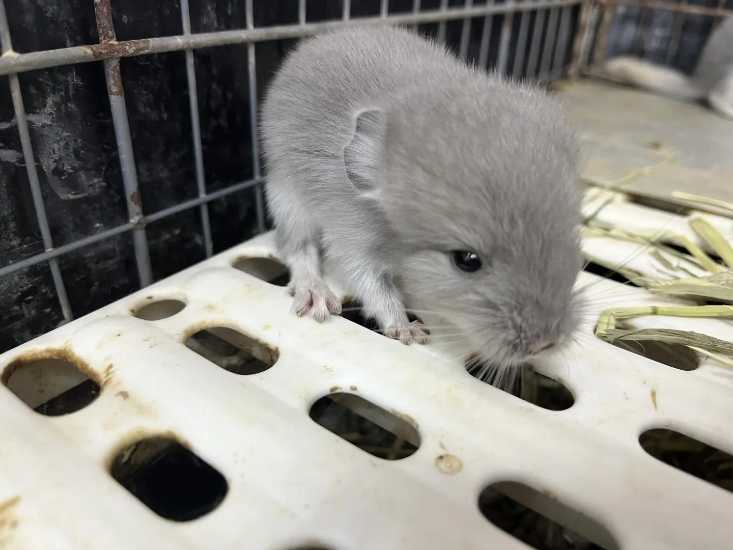 当店で初めてバイオレットベビーちゃんと、ブルーダイアモンドベ...