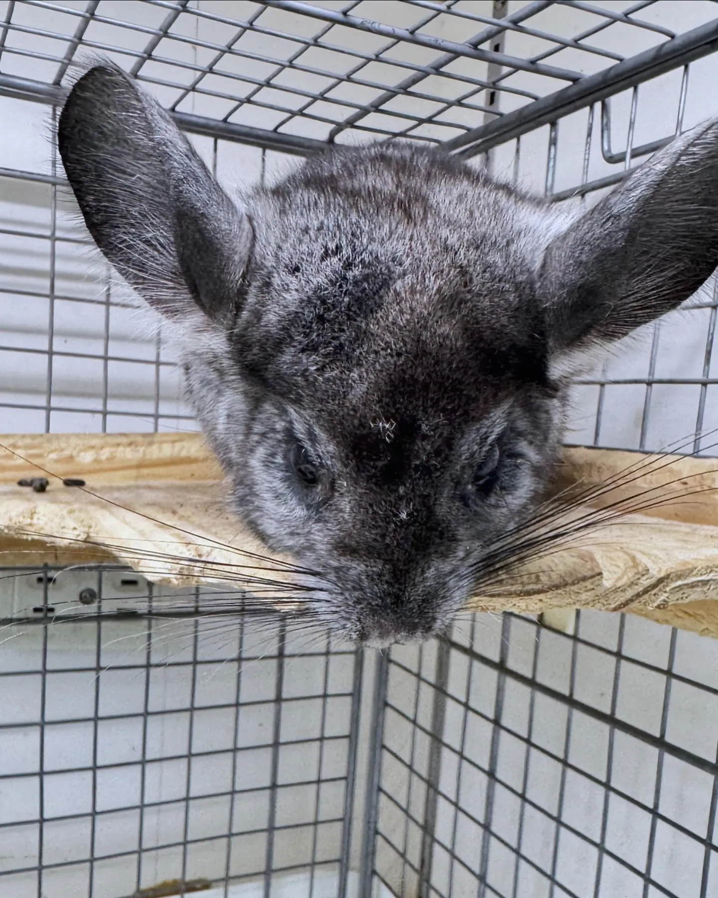 こちらも新しい仲間🐰🐰